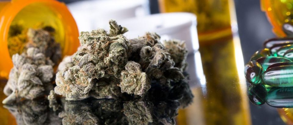 The bud of a marijuana plant. Shutterstock/Steve Ikeguchi