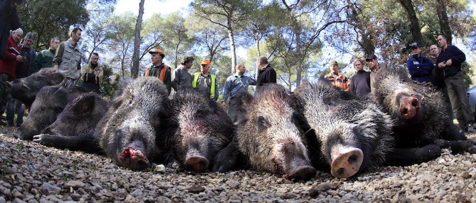 Hunters display boars after a battue in Valbonne