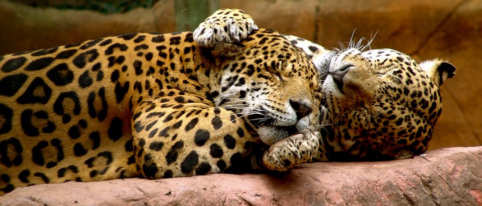 Jaguars Lounge Around A Zoo