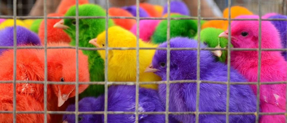 Coloured chicks for sale at 10 Indian rupees (15 US cents) each are crowded into a cage at a roadside stall in Amritsar on June 3, 2015. (NARINDER NANU/AFP/Getty Images)