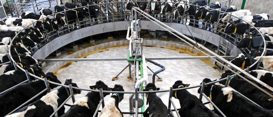 Cows on a rotating milking machine. [Shutterstock/Official]