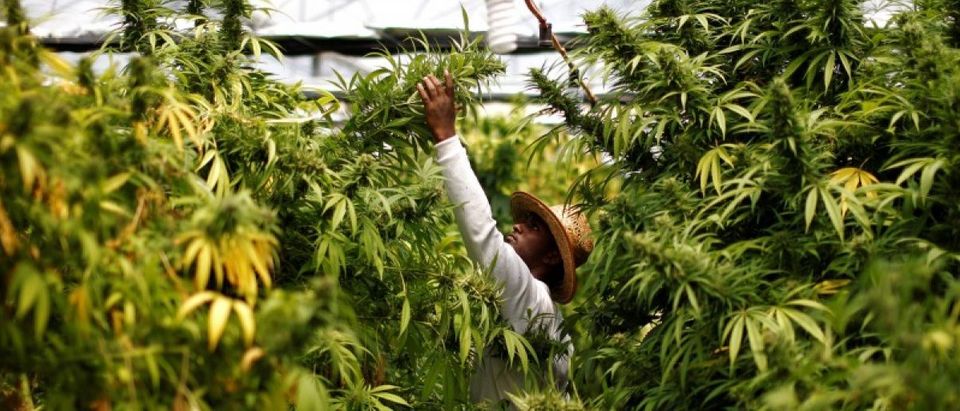A worker harvests cannabis plants at a medical marijuana plantation near the northern town of Nazareth, Israel May 28, 2013. REUTERS/Amir Cohen/File Photo