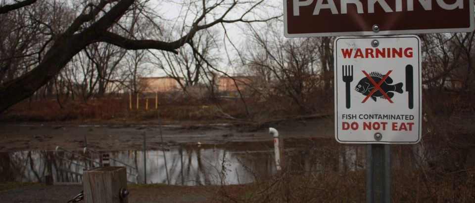 Military, municipal, and hospital pollution has contaminated the Heinz National Refuge at Tinicum near Philadelphia for nearly 50 years. An advisory against eating the fish has been in place since 1985. (Daily Caller News Foundation/Ethan Barton)