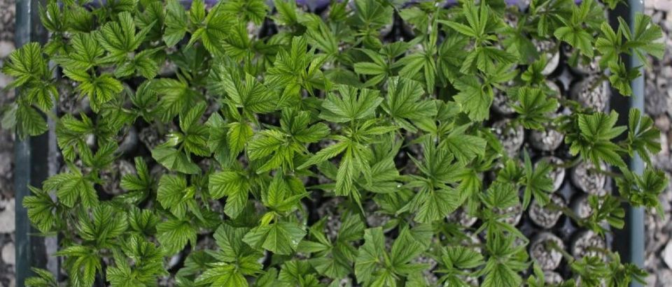 Young cannabis plants are seen at a medical marijuana plantation in northern Israel
