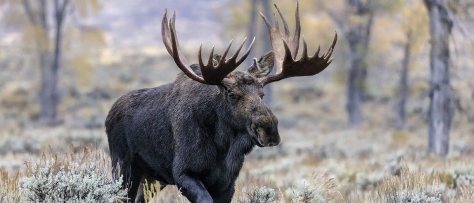 Moose (Credit: Shutterstock)