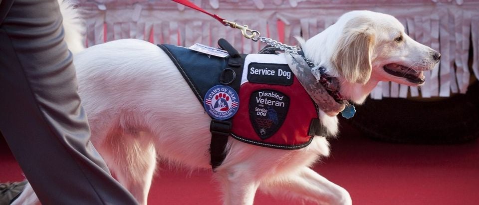 A disabled veteran service dog walks on the red carpet in the 2014 America's Parade held on Veterans Day in New York City on November 11, 2014. Glynnis Jones/Shutterstock.