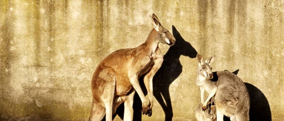 Kangaroos by a wall (Shutterstock/Markus Schmidt-Karaca)