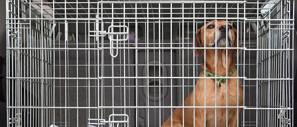 Dog locked in a cage. vincent noel/Shutterstock.