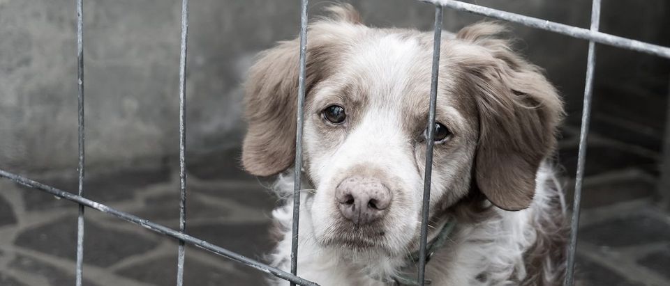 Dog in a cage. Davide Finocchi/Shutterstock.