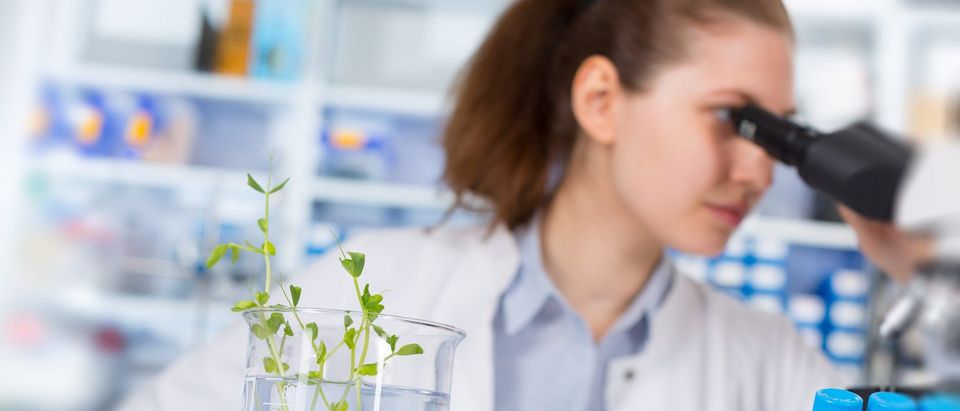 Woman in the laboratory of Plant Genetics (Shutterstock/science photo)
