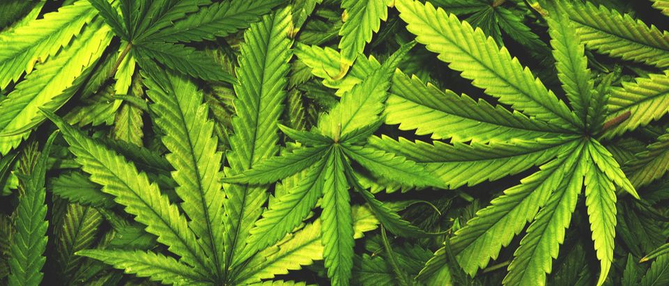 Shutterstock/ Cannabis Texture Marijuana Leaf Pile Background with Flat Vintage Style marijuanacannabisweedleafhempbackgroundpatternoiltexturedrugdispensaryplantwallpapermedicinecuredabsgreenganjasciencefoliagevintageagriculturebrightcancercropculturefarmflatforbiddengrasshealthherbherbalhorizontalillegalimagemedicinalnarcoticnatureoldoverlappingpileprescriptionretrosaturationstylesymbolthcthemeShow more