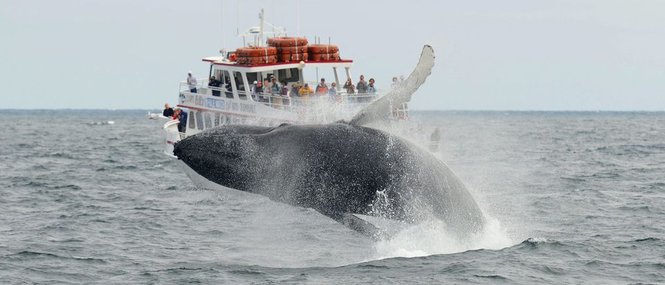 Humpback whale breaching out of the water in front of Whale Watching Boat Miss Cape Ann on the sea near Gloucester, Massachusetts, USA. (Shutterstock/jiawangkun)