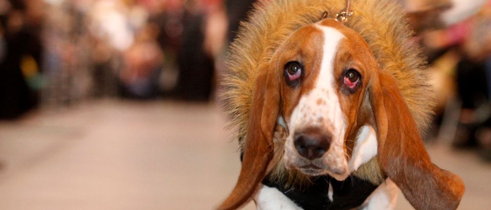 A basset hound wears a creation during an animals' winter dress show, part of the World Zoo exhibition, in Russia's Siberian city of Krasnoyarsk January 10, 2010. REUTERS/Ilya Naymushin (Photo Credit: Reuters)