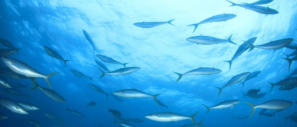 Tuna fish swimming. (Rich Carey/Shutterstock)