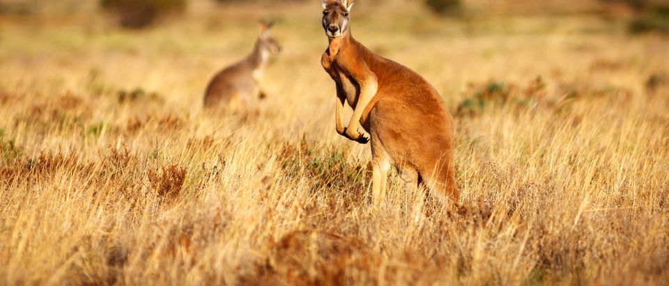 Shutterstock/ Red Kangaroo standing up in grasslands in the Australian Outback