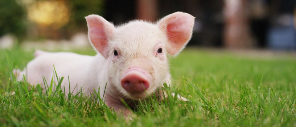 newborn piglet in a field (HQuality/shutterstock_556381594)