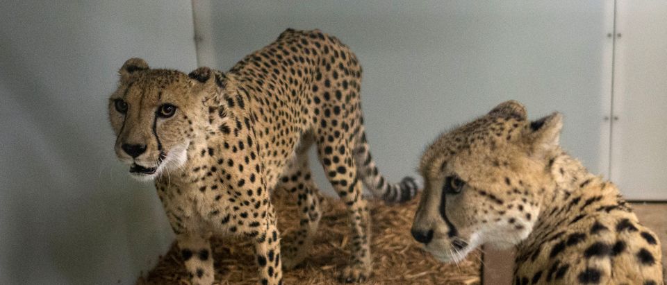 Reuters/ Cheetahs are photographed in a shelter ahead of the downfall of Hurricane Irma at the zoo in Miami