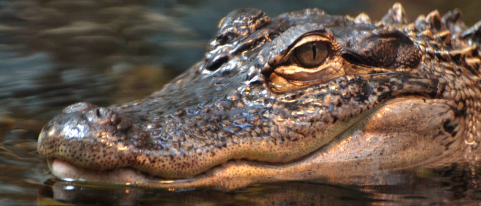 Shutterstock/ An American alligator (Alligator mississippiensis), in a Florida swamp