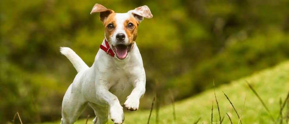 Jack Russell Terrier running across grass. (Credit: Shutterstock)