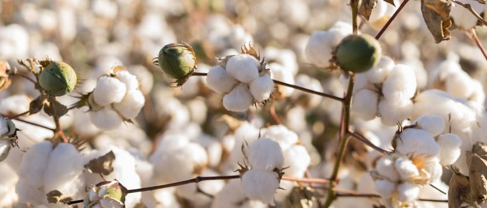 Cotton (Credit: Shutterstock)
