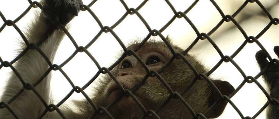 Monkey tries to escape (Photo via Shutterstock)