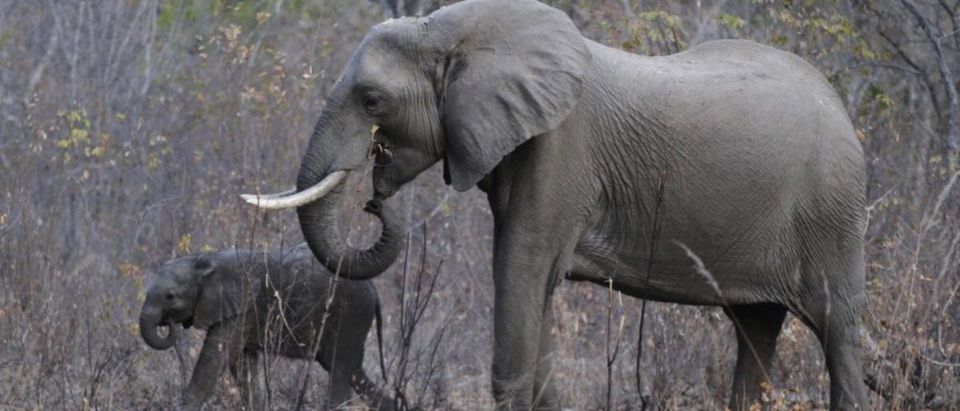 Elephants graze inside Zimbabwe's Hwange National Park, August 1, 2015. REUTERS/Philimon Bulawayo/File Photo