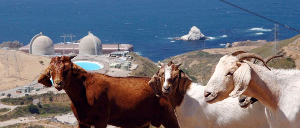 A flock of goats walk on a hillside above Diablo Canyon nuclear power plant at Avila Beach, California in this June 22, 2005 file photograph. Californians have long had an uneasy relationship with their two nuclear power plants, and the crisis in Japan as a result of the earthquake and tsunami on March 11, 2011, raises new doubts about how long nuclear power will survive in the earthquake-prone state. The first test of the Golden State's support for nuclear power is coming soon, as the nuclear plants perched on the scenic but fault-laden California coastline begin the process for 20-year license renewals. REUTERS/Phil Klein/Files