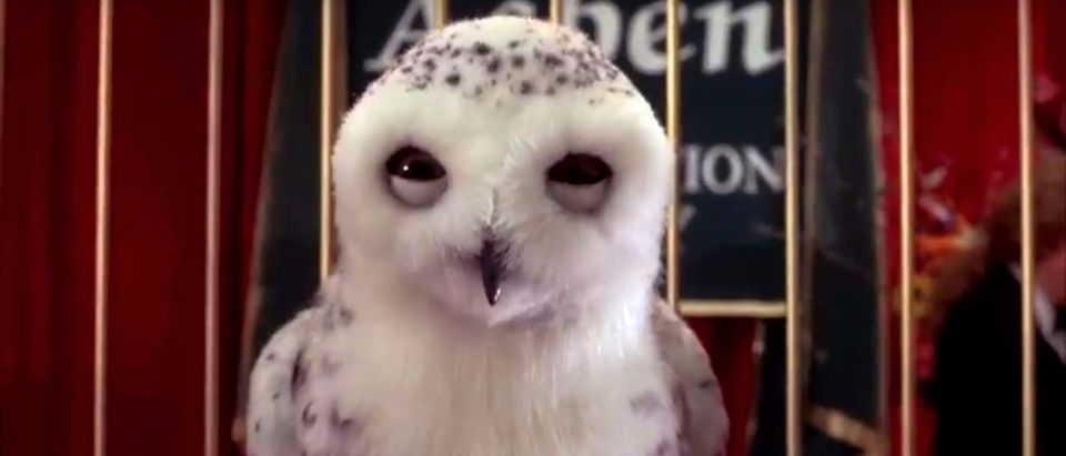 rare snow owl YouTube screenshot/somemoviescenes