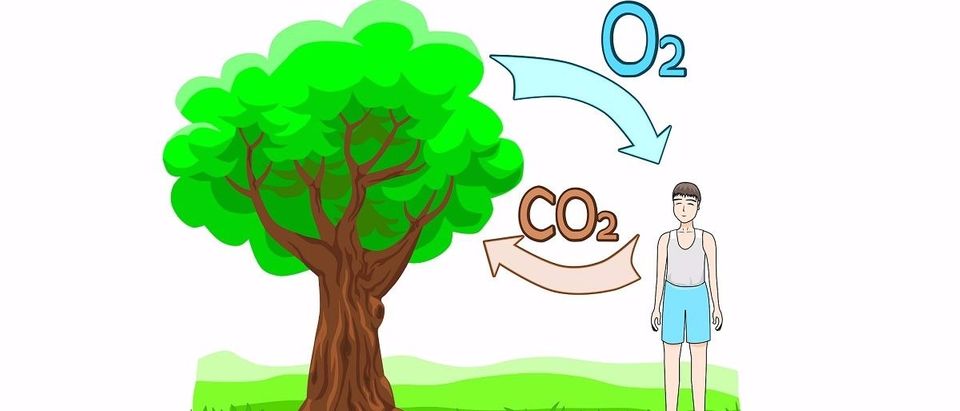 carbon dioxide Shutterstock/Sergey Merkulov