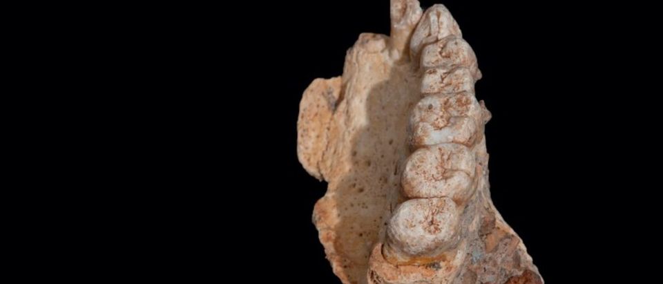 The left maxilla of human remains from Misliya Cave in Israel, the oldest remains of our species Homo sapiens found outside Africa, is shown in this handout photo released on January 25, 2018. Courtesy Israel Hershkovitz/Tel Aviv University/Handout via REUTERS
