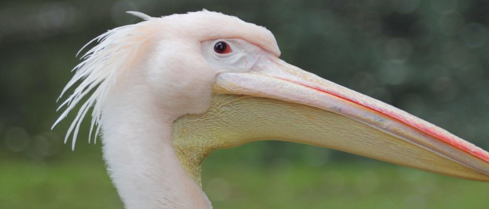 The Dalmatian pelican Pelecanus crispus is a massive member of the pelican family