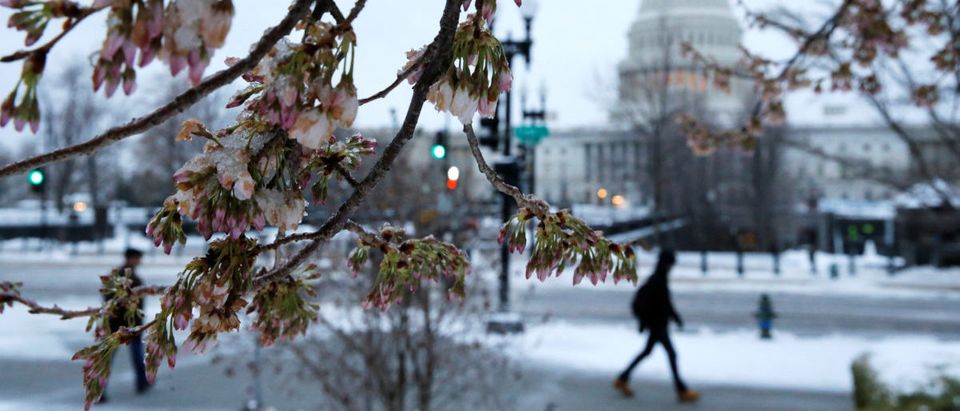 Ice coats a tree that had already begun to blossom for spring, as frozen rain falls on Capitol Hill, in Washington, U.S. March 14, 2017. REUTERS/Jonathan Ernst