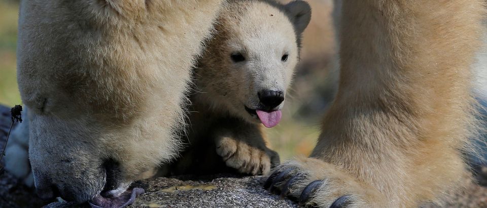 Female Polar bear cub Nanuq (polar bear in the Inuit language), born on November 7, 2016, is pictured with its mother Sesi during her first presentation to the public to mark international polar bear day at the zoo of Mulhouse, France, February 27, 2017. REUTERS/Vincent Kessler -