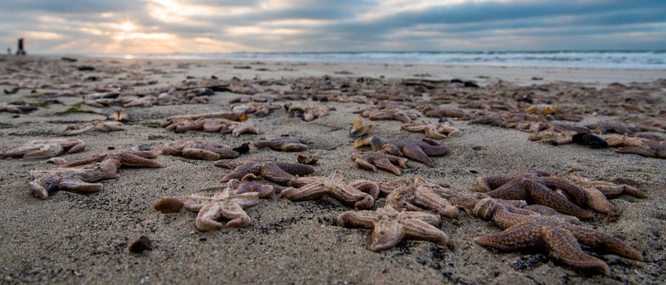 Dead starfish litter a beach after a storm.