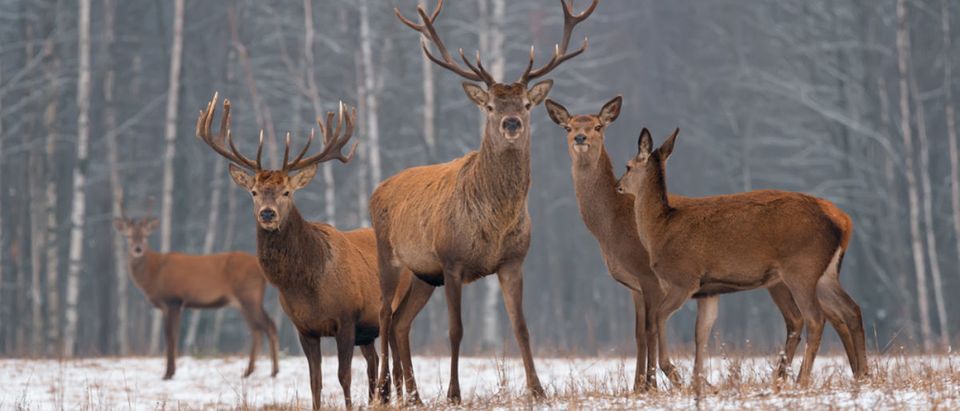 Deer (Credit: Shutterstock)