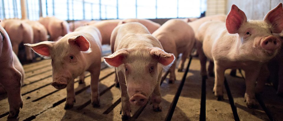 FILE PHOTO: Hogs at Paustian Enterprises Farm in Walcott, Iowa
