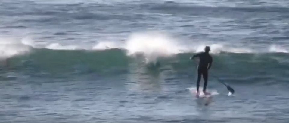 Dolphin_Hits_Paddle_Boarder