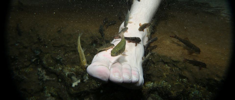 Garra rufa obtusas, also known as "doctor fish", swim around the foot of a man as he relaxes in a hot spa pool in Kangal