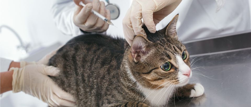 Cat receives injection in a lab (Photo: Shutterstock/Viktoriia Hnatiuk)