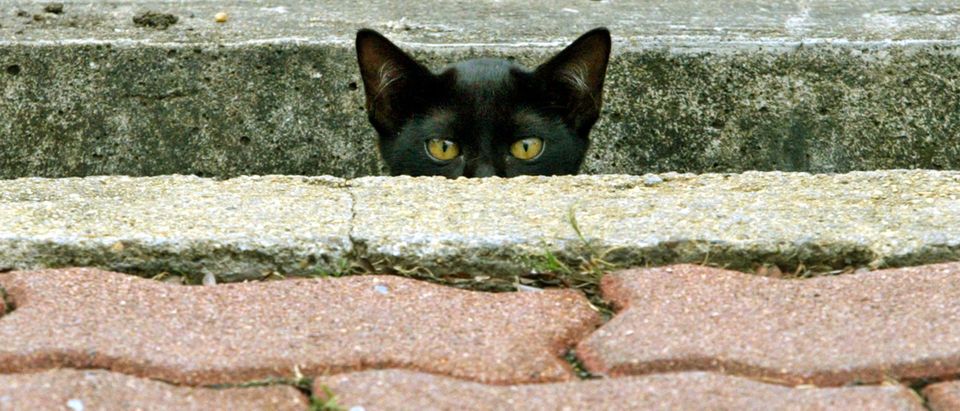 A kitten peers out from a sidewalk at Bangkok's Lumpini Park February 20, 2004. Two domestic cats in Thailand have died of the same bird flu virus that has killed at least 22 people in Asia, a veterinarian said on Friday. NO RIGHTS CLEARANCES OR PERMISSIONS ARE REQUIRED FOR THIS IMAGE REUTERS/Adrees Latif AL/FA - RP4DRIIFCSAA