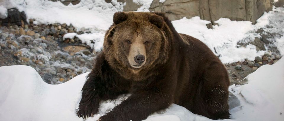 A rescued female grizzly bear lies in the snow in its new habitat at New York's Central Park Zoo