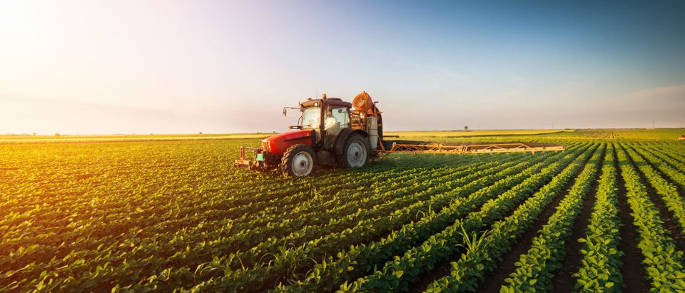 Chinese soybean tariffs will hit Iowa, a crucial state in presidential elections, with millions of dollars in lost sales, according to The Des Moines Register. (Fotokostic/Shutterstock)