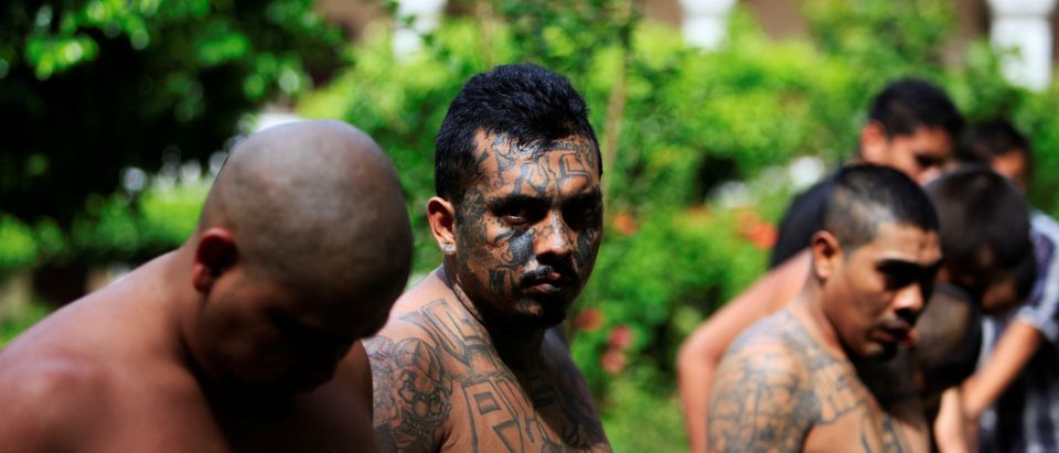 Members of the Mara Salvatrucha gang (MS-13) are presented to the media after being detained by the policeduring a private party in San Salvador