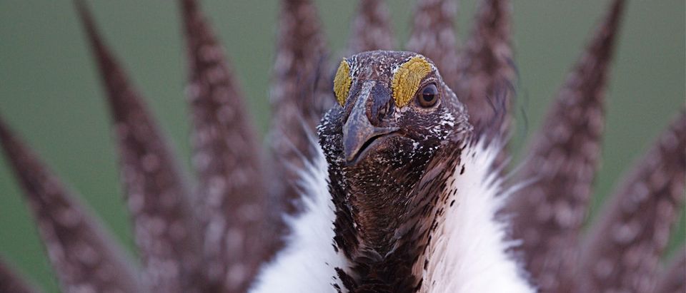 Greater Sage Grouse, close-up head shot, featuring fanned out tail in background