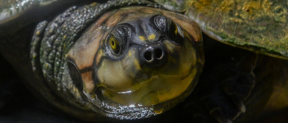 COLOMBIA-TURTLES-CONSERVATION-RELEASE