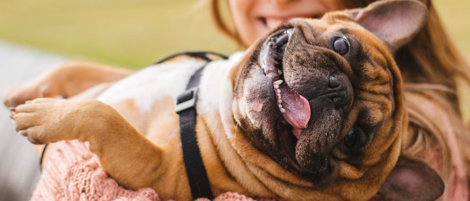 Your Dog Food May Be Hurting Your Dog’s Heart | The Daily Caller