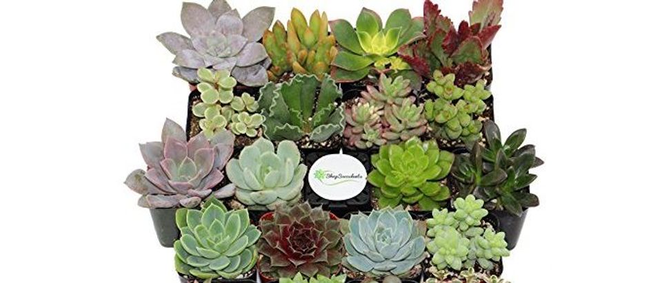 Normally $40, this collection of 20 succulents is 30 percent off today (Photo via Amazon)