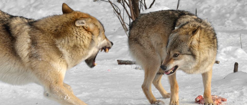 Gray wolves fight over food.