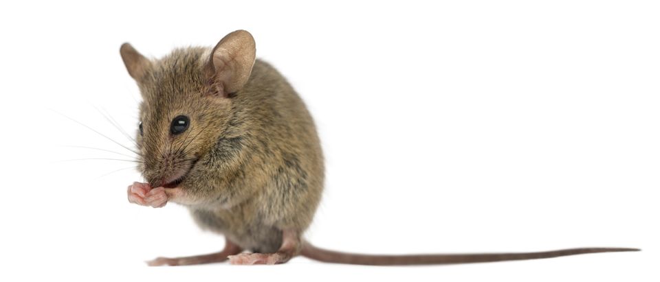 Mouse on white background