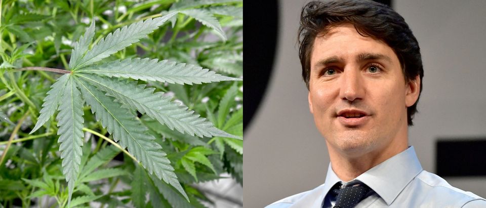 Canadian Prime Minister Justin Trudeau has admitted to using marijuana illegally. Ethan Miller/Getty Images and Paul Marotta/Getty Images for MIT Solve